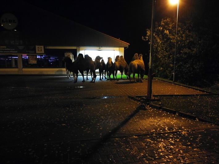 POL-CE: Bergen - Kamele stehen vor dem Supermarkt