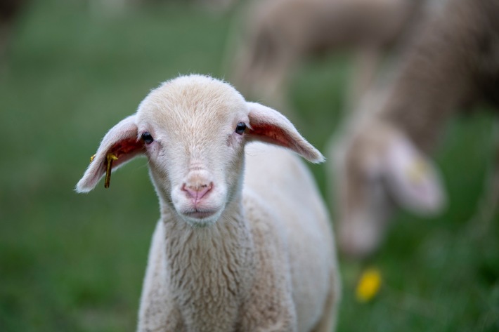 Zalando setzt ein Zeichen gegen Tierleid bei Merino-Wolle