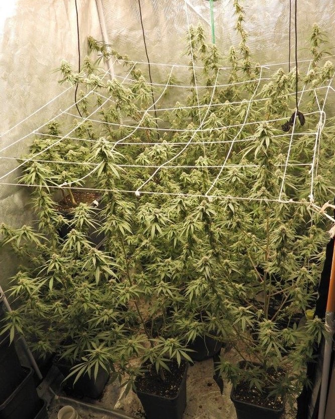 POL-MG: Cannabisplantage in Rheindahlener Wohnung entdeckt