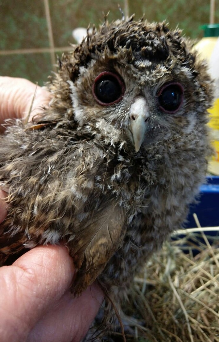 POL-FL: Tierischer Einsatz - Polizisten retten jungen Waldkauz vor Krähenattacke