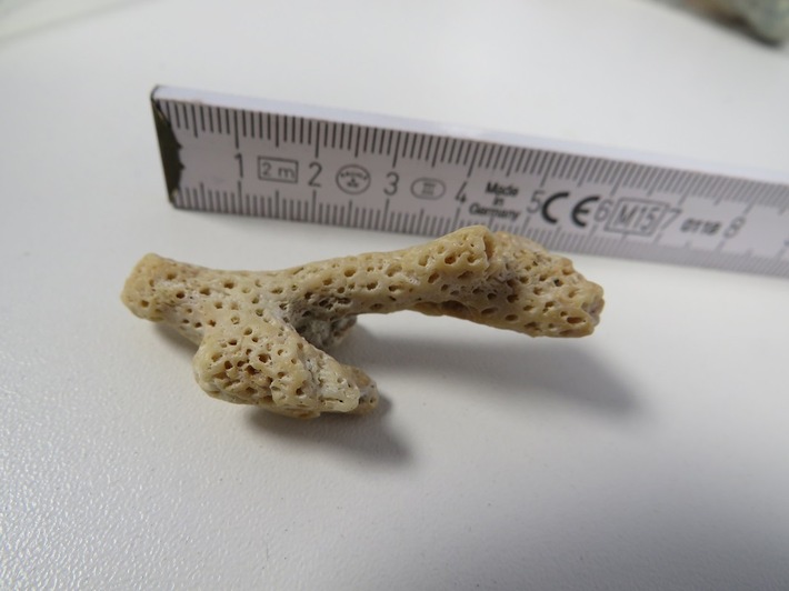 HZA-HN: 3. März 2026: Tag des Artenschutzes Zoll hilft, bedrohte Tiere und Pflanzen zu schützen