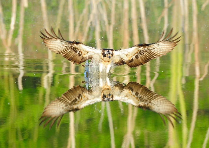 ++ Tag der biologischen Vielfalt: Wildnis in Deutschland erleben BUND – Wildnis wichtig für biologische Vielfalt | BUND-Themenpaket Wildnis ​++