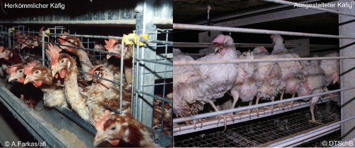 Hühnerverrat: Nutzt Geflügelindustrie bewusst das Thema Vogelgrippe, um das Käfigverbot für Legehennen zu kippen?