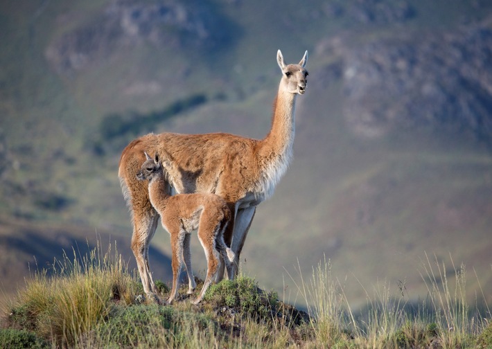 Erfolgreiches Guanako-Wiederansiedlungsprogramm - Patagonia Park Argentina feiert Meilenstein zum Internationalen Tag der biologischen Vielfalt