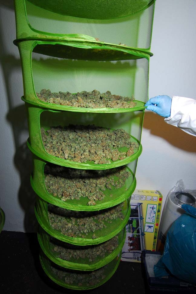 POL-CUX: Reichlich Ernte - Polizei beschlagnahmt mehrere Cannabis-Indoorplantagen (FOTOS)