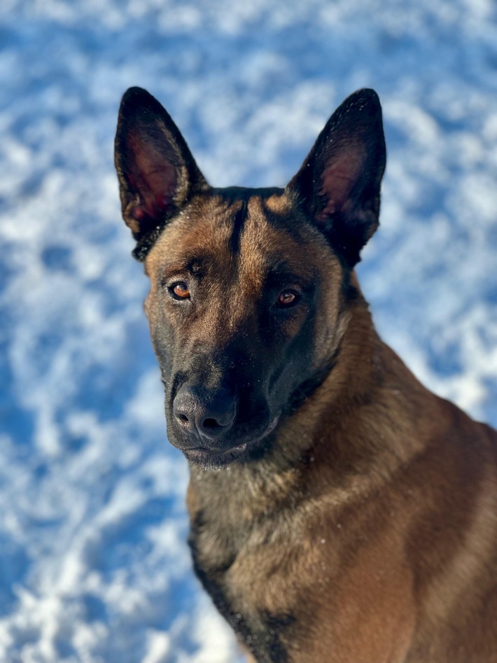 POL-RZ: Flucht vor der Polizeikontrolle - Tatverdächtiger durch Diensthund Duke gestellt