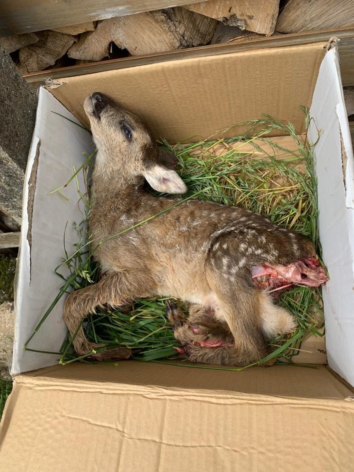 POL-NI: Landwirt übermäht Rehkitz Straftat nach dem Tierschutz / Absuche im Vorfeld erforderlich