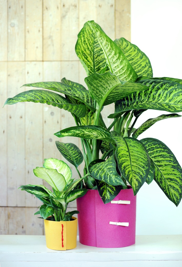 Hippie-Chic mit der sommerlich-exotischen Dieffenbachia / Dieffenbachia ist Zimmerpflanze des Monats Juli (FOTO)