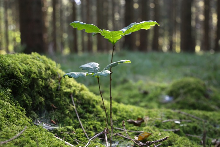 Kooperation: Ökostromanbieter Yello und Pina Earth machen heimischen Wald fit für den Klimawandel