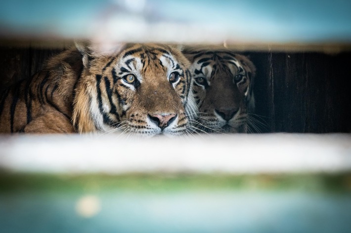 De l&#039;espoir pour quatre tigres abandonnés depuis 15 ans dans un wagon en Argentine
