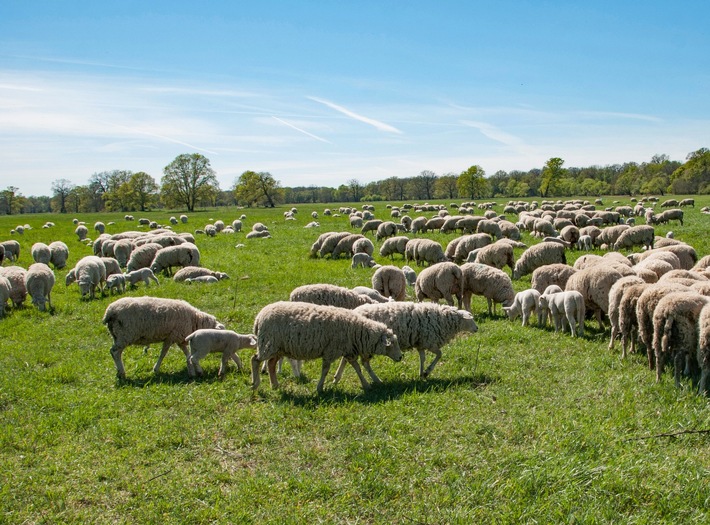 DBU: 350 kleine &quot;Landschaftspfleger&quot; in Roßlauer Elbauen geboren