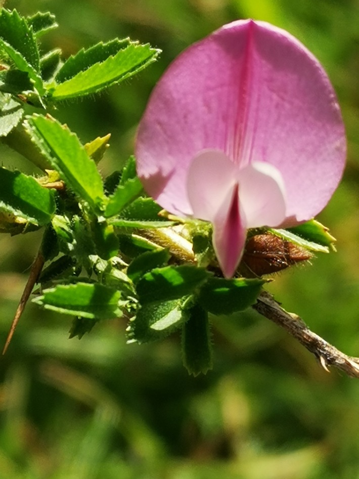 Wildpflanzen schützen: Botanischer Garten der Uni Osnabrück beteiligt sich an Tagung