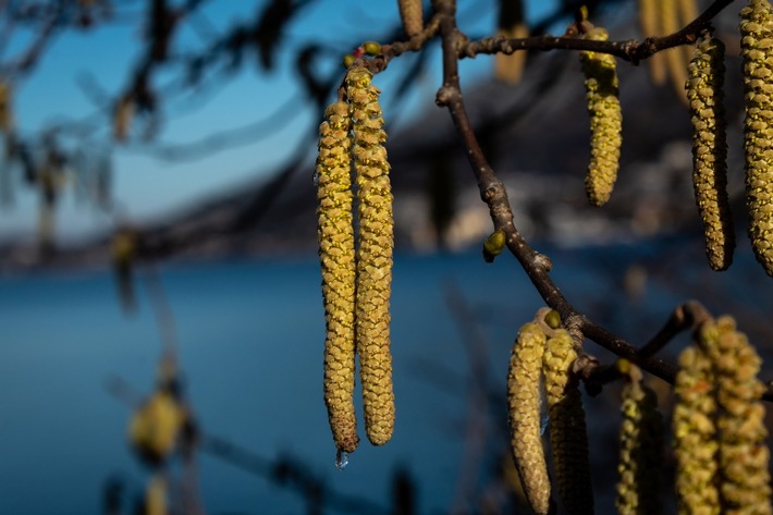 Medienmitteilung: Erste Haselpollen reizen die Nase