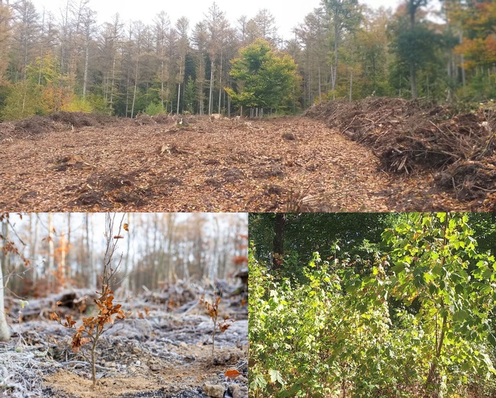 Zum Earth Day und Tag des Baumes: Die Natur gibt - lavera gibt zurück / Über 63.000 Bäume seit 2021, ein Waldstück das auflebt - und Naturkosmetik, die zeigt, was in der Natur steckt