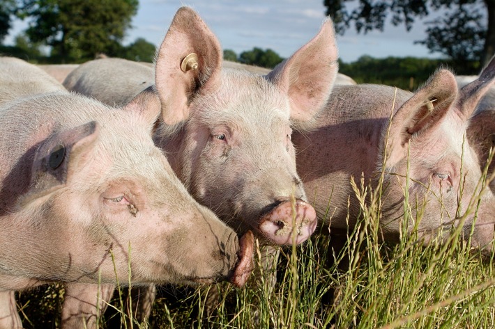 &quot;Enttäuschender Rückgriff auf unzulängliche Konzepte&quot;: VIER PFOTEN kommentiert Ergebnis der Jamaika-Sondierer zum Tierschutz