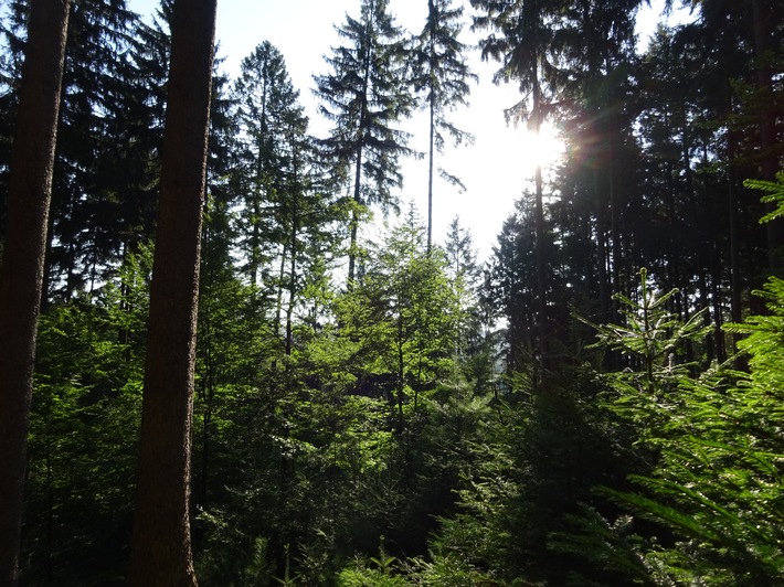 Gesunder Mischwald_Foto PEFC.JPG