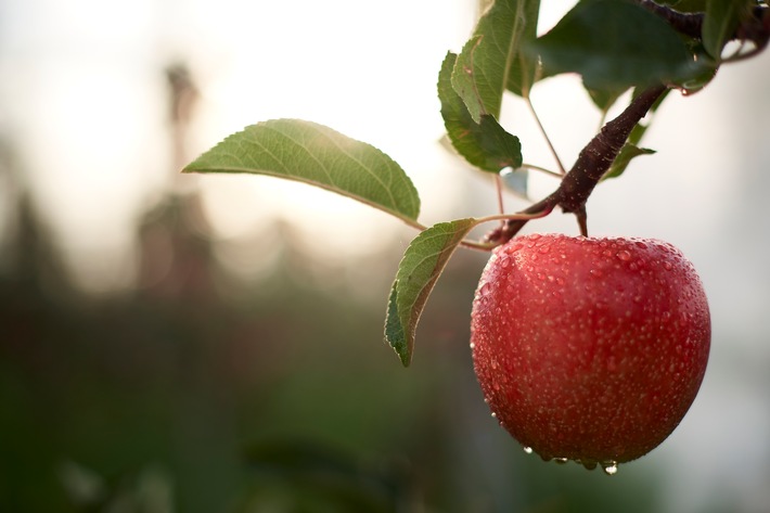 Deutschland im Apfelrausch: Fräulein ist zurück! / Fräulein, ein Apfel wie es ihn noch nie gab und ein echtes Zufallsprodukt der Natur - ist ab November deutschlandweit zurück im Handel.