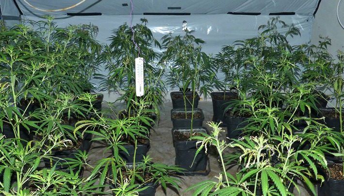 POL-UN: Unna - Polizei entdeckt Cannabisplantage mit 1000 Pflanzen und 5 kg geerntetem Marihuana - Untersuchungshaft beantragt