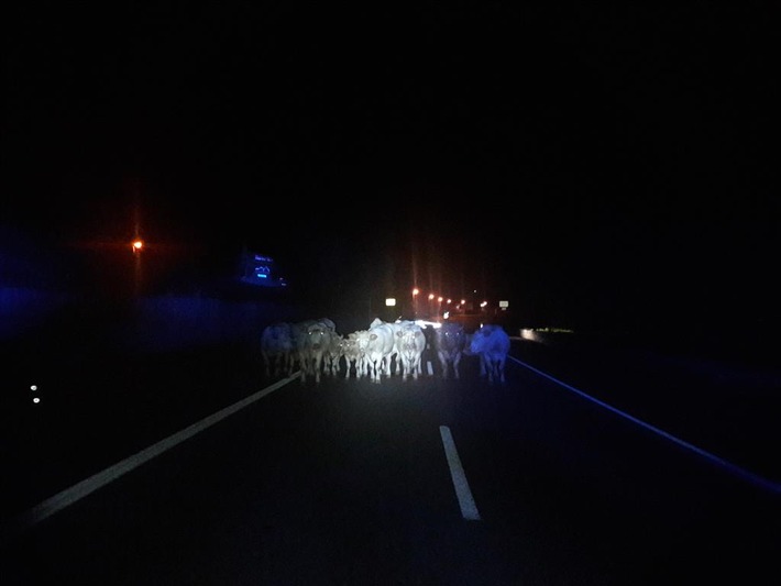 POL-PPKO: Rinder laufen über B 49