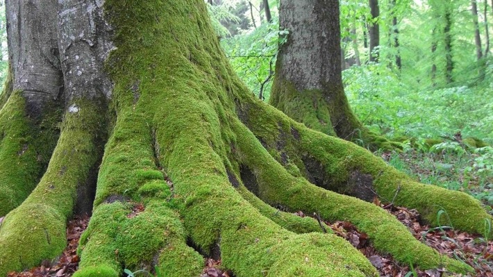 Urwüchsigen Wald in Deutschland bewahren: WildeBuche bei ForestFinance wieder verfügbar