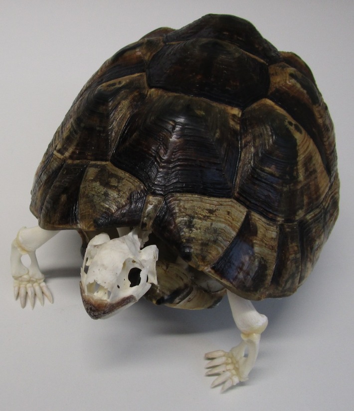 HZA-A: Geschützte Schildkröte als &quot;home deco&quot; angemeldet Zoll beschlagnahmt Paket aus der Schweiz