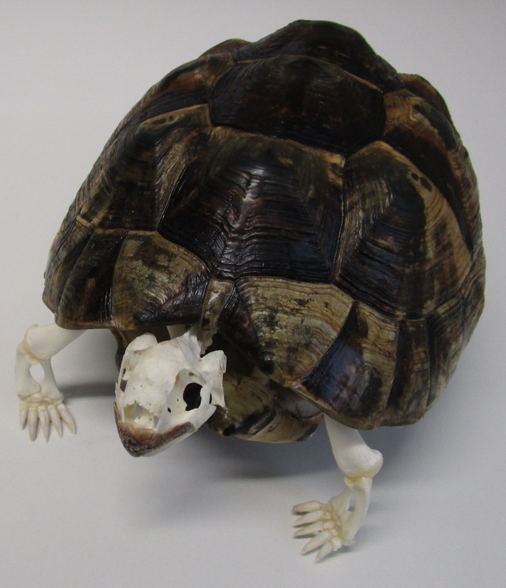 HZA-A: Geschützte Schildkröte als "home deco" angemeldet Zoll beschlagnahmt Paket aus der Schweiz