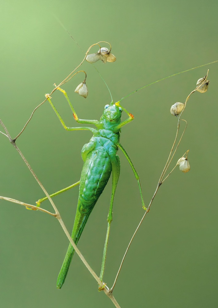 Krabbler – unheimlich faszinierend: neu im Naturmuseum St.Gallen