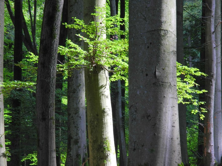 Spessart Buchenwald.jpg