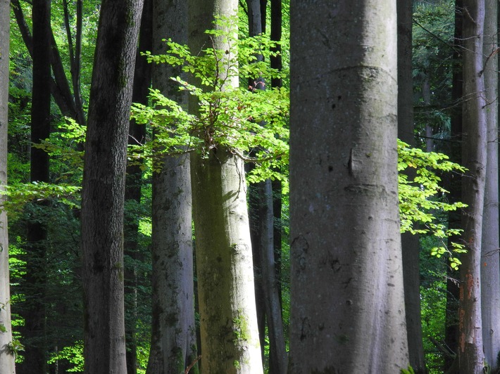 Waldbegehung für ein starkes Waldgesetz - Bergwaldprojekt e.V. und MdB Niklas Wagener (Bündnis 90/ DIE GRÜNEN) im Informationsaustausch im Stadtwald von Rothenfels