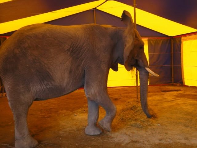 Aktionsbündnis "Tiere gehören zum Circus": Tragischer Unfall darf nicht als Argument für Wildtierverbot missbraucht werden