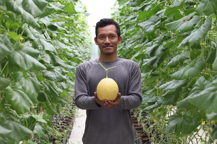 DEG fördert innovativen Anbau von Obst und Gemüse in Indonesien / Unternehmen "Sweet Greens" setzt mit Hydroponik auf ressourcenschonenden Anbau