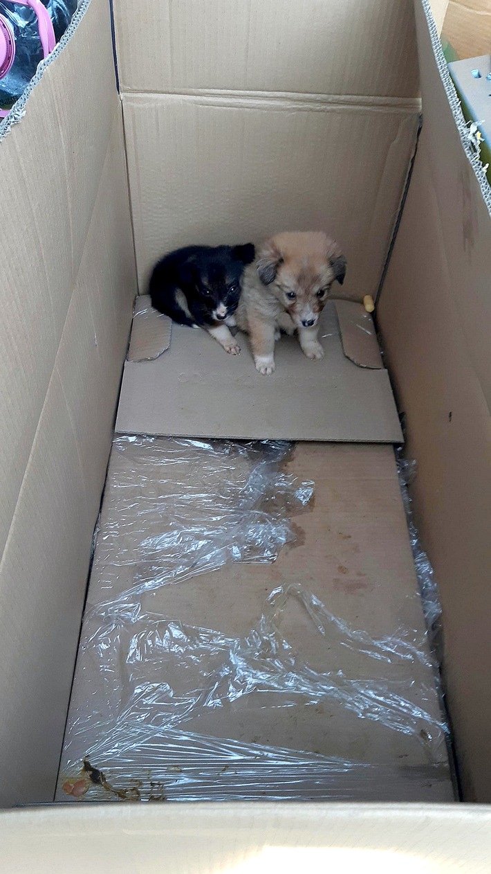 BPOLI BHL: Zwei Hundewelpen auf der A17 entdeckt