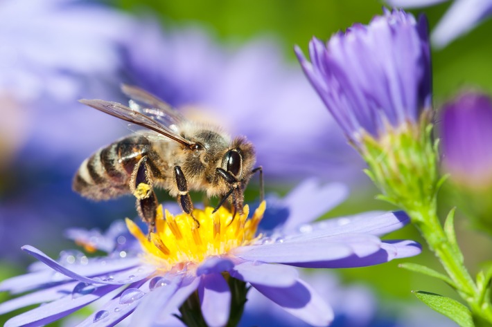 toom: Neue Flughöhe beim Bienenschutz / Ab sofort erhalten Kunden bei toom nur noch Zierpflanzen, die ohne besonders bienengefährliche Pestizide* (Neonicotinoide) produziert wurden