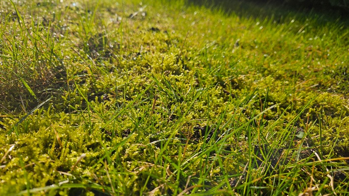 Kahlstellen im Rasen – Vorbeugung im Frühjahr