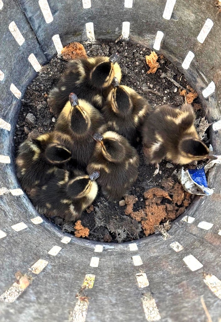 FW-OG: Ente gut, alles gut!