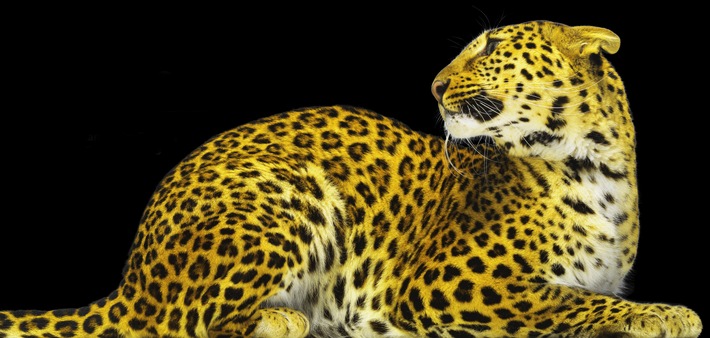 Pronti per il Locarno Film Festival - con il Pardo d