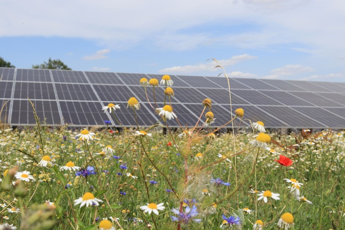 Green Planet Energy und Landkraft Bürgerenergien planen neuen Biodiversitäts-Solarpark im niedersächsischen Dedendorf