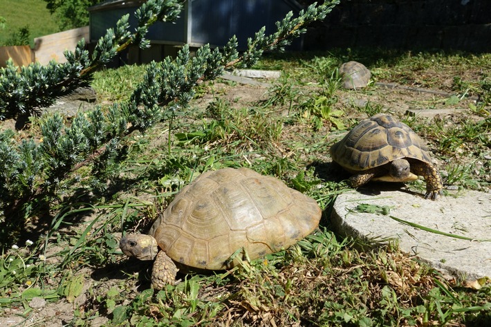 Schildkröten: zuhauf verhökert und entsorgt