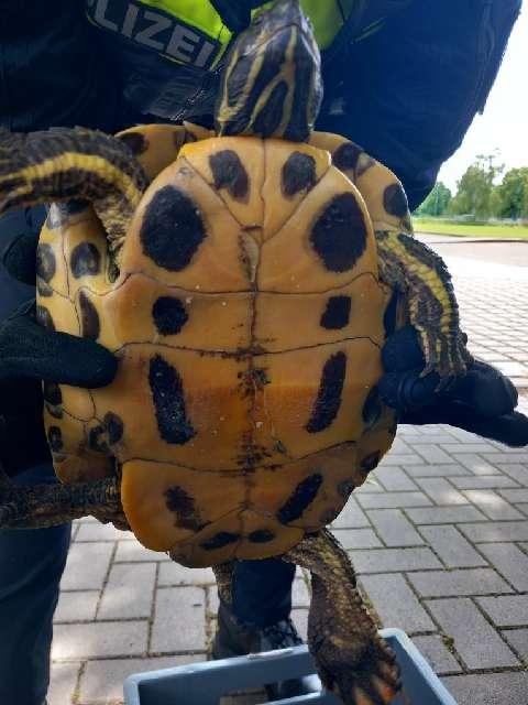 POL-HM: Eigentümer einer Fundschildkröte gesucht