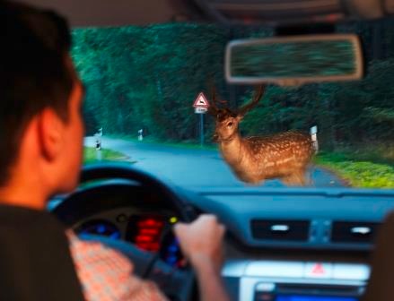 Mit Hirschen und Rehen muss gerechnet werden / Wer durch Waldstücke fährt, muss Geschwindigkeit anpassen und vorsichtig fahren