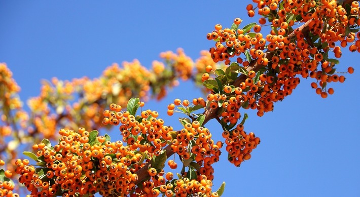 Wildobst - Superfood für den heimischen Garten / Schön, köstlich und robust, besser geht es kaum / Sanddorn, Ebereschen, Aronia & Co. versprechen eine reiche Ernte / Der Sanddorn zählt, wie viele andere Gehölze auch, zum Wildobst

Bund deutscher Baumschulen, Naschobst, Naschterasse, Wildobst, Superfood, Sanddorn, Scheinquitte, Aronia, Eberesche, Garten, Selbstversorgung, Selbstversorger, Biodiversität, Bienenweide, Kornelkirsche, Baumschule, BdB Weiterer Text über ots und www.presseportal.de/nr/126784 / Die Verwendung dieses Bildes ist für redaktionelle Zwecke honorarfrei. Veröffentlichung bitte unter Quellenangabe: "obs/Bund deutscher Baumschulen (BdB) e.V./Pixabay"