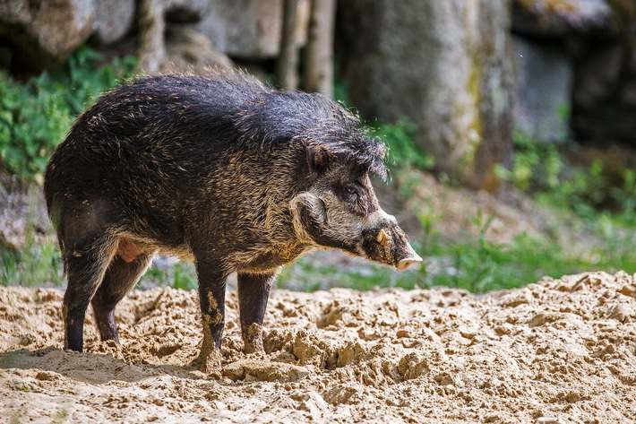 Keine Sau interessiert sich für bedrohte Schweine / Zootier des Jahres 2022: Das Pustelschwein