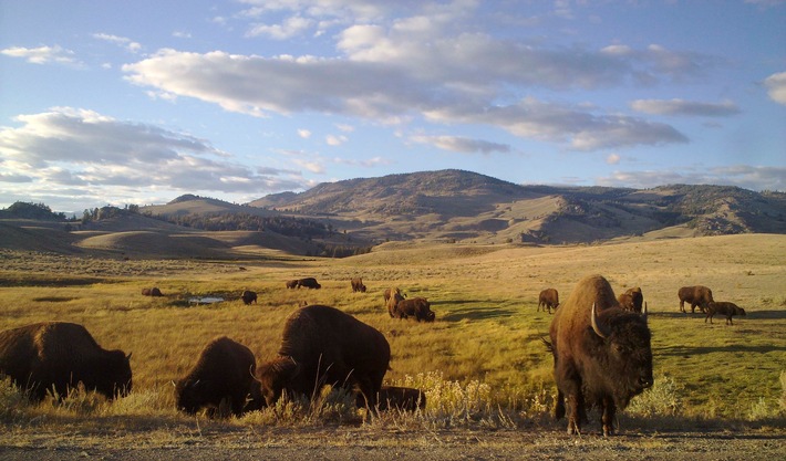 40 Jahre UNESCO-Weltnaturerbe: Nat Geo Wild feiert Yellowstone-Nationalpark mit Sonderprogrammierung