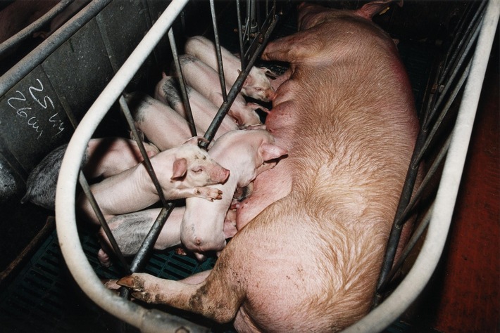 Les parlementaires européens votent l’interdiction de l’élevage en cage
