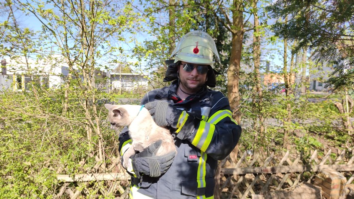 FW Celle: Katze eingeklemmt - Celler Feuerwehr befreit Katze aus misslicher Lage!