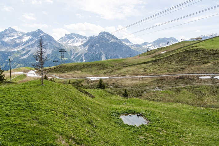 Bär Sam verschläft seinen ersten Tag in der Aroser Natur