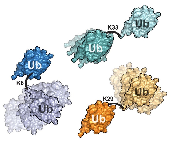 Molekulardynamiken komplexer Proteine entschlüsseln, PI Nr. 91/2023