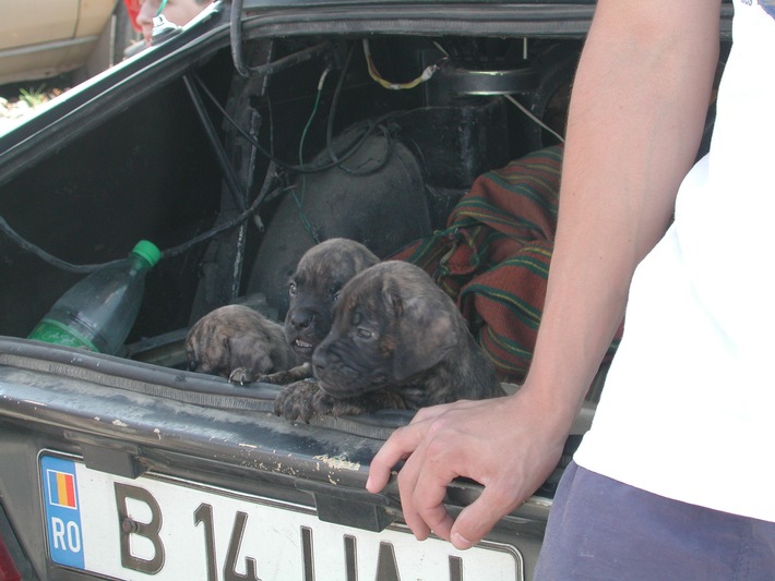 VIER PFOTEN warnt vor dubiosen Hundehändlern: Hundemafia - Das schmutzige Geschäft mit der "Ware" Tier