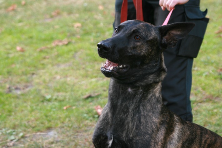 POL-H: im Nachgang - ein Foto des Polizeihundes "Rommel"! zur Meldung Polizeihund stellt Einbrecher in Müllcontainer