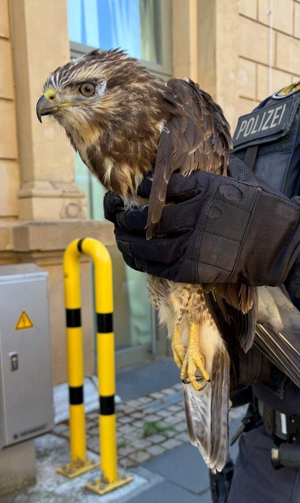 BPOL-KL: Bundespolizei übergibt Greifvogel an Tierrettung